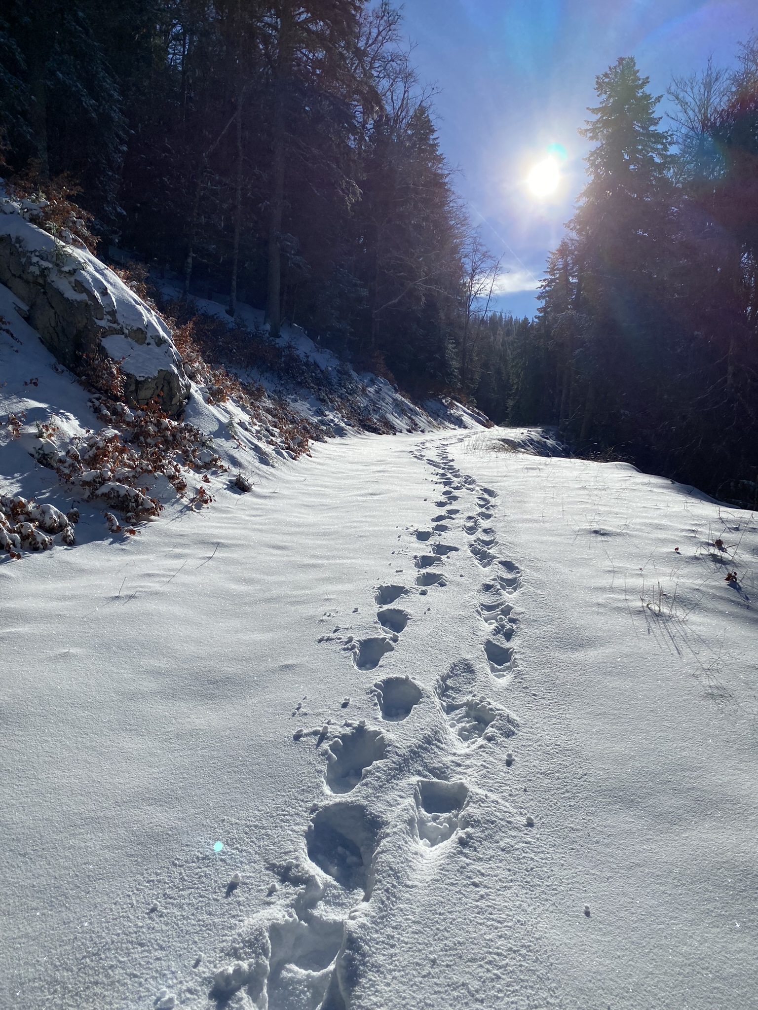 Pistes de luge - Le Planolet en Chartreuse