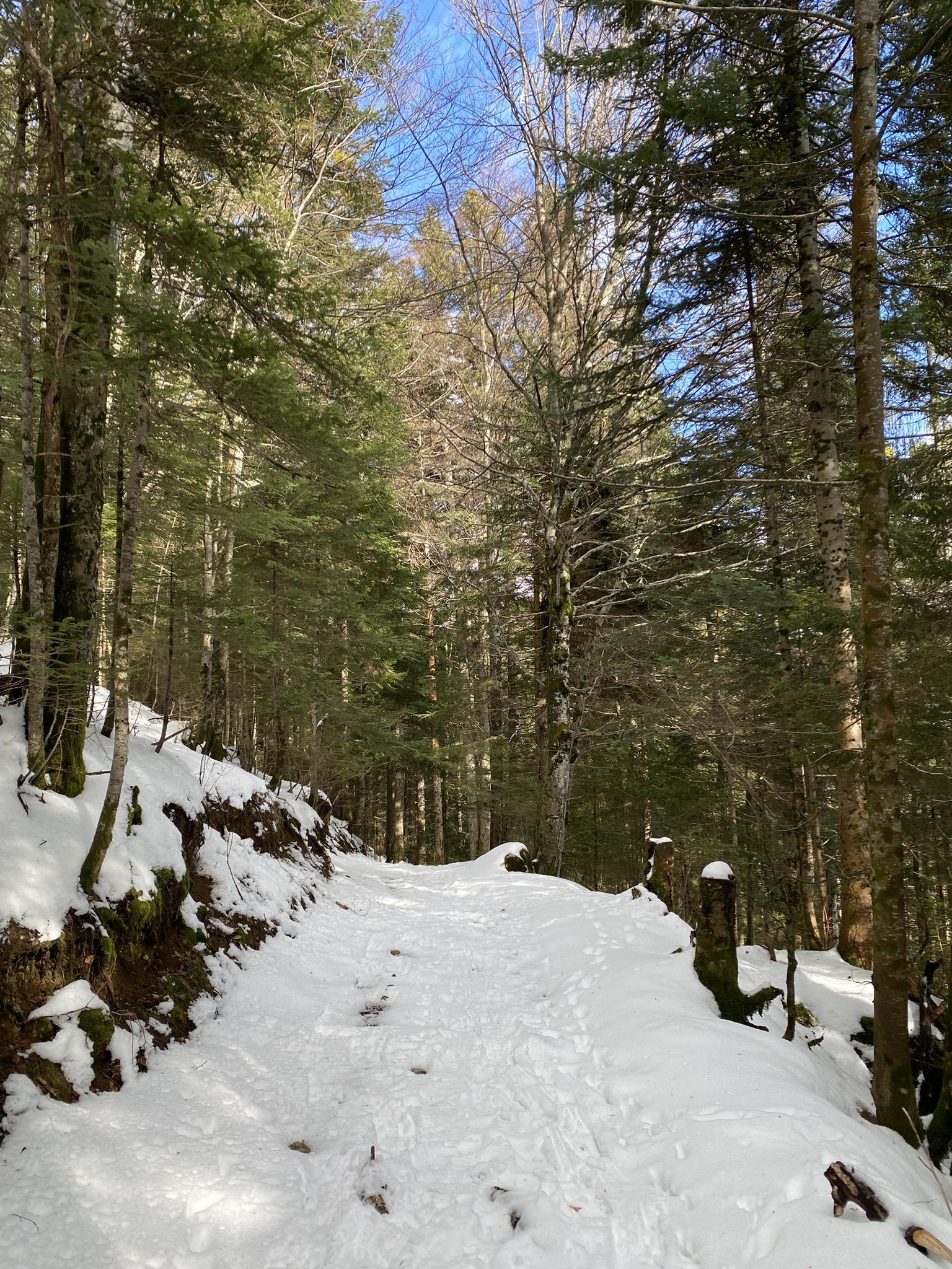 Itinéraires Raquettes - Le Planolet en Chartreuse